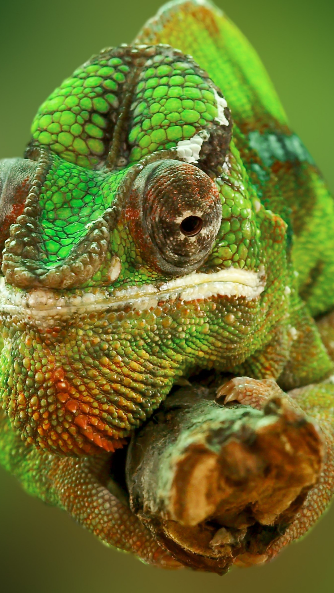 Portrait of a chameleon wallpaper 1080x1920