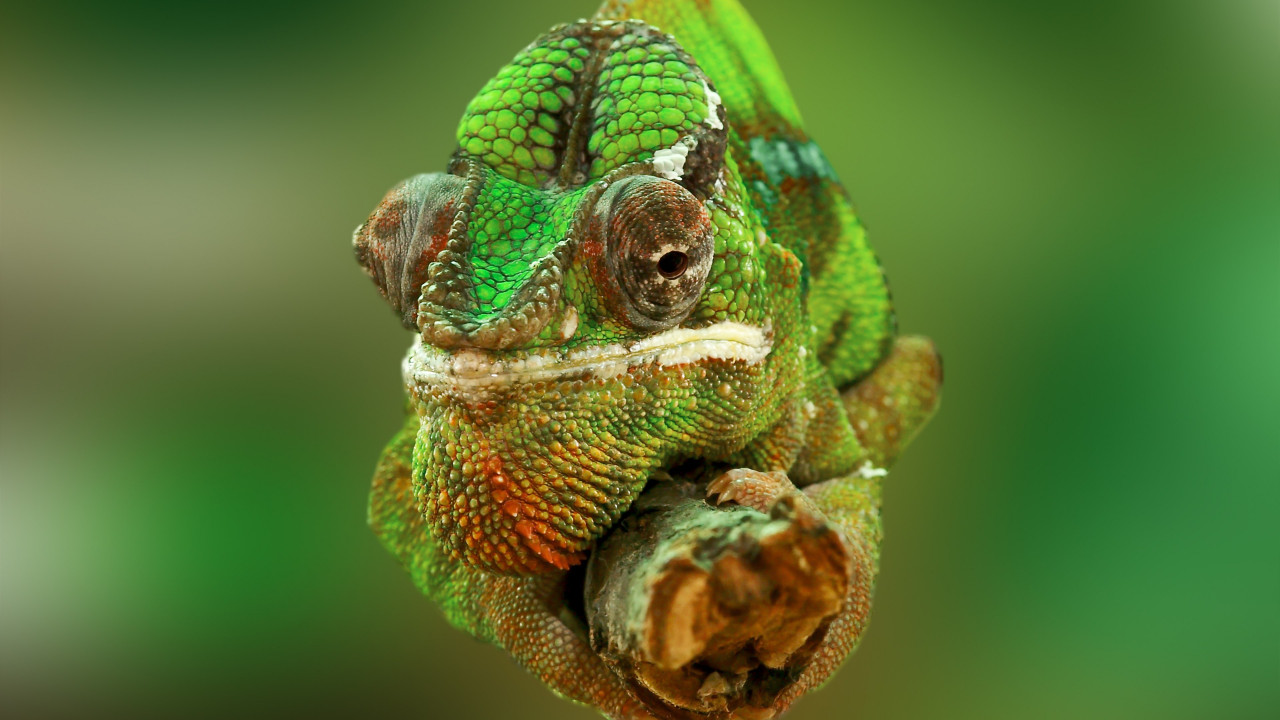 Portrait of a chameleon wallpaper 1280x720