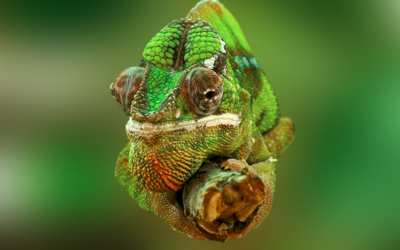 Portrait of a chameleon wallpaper 1280x800