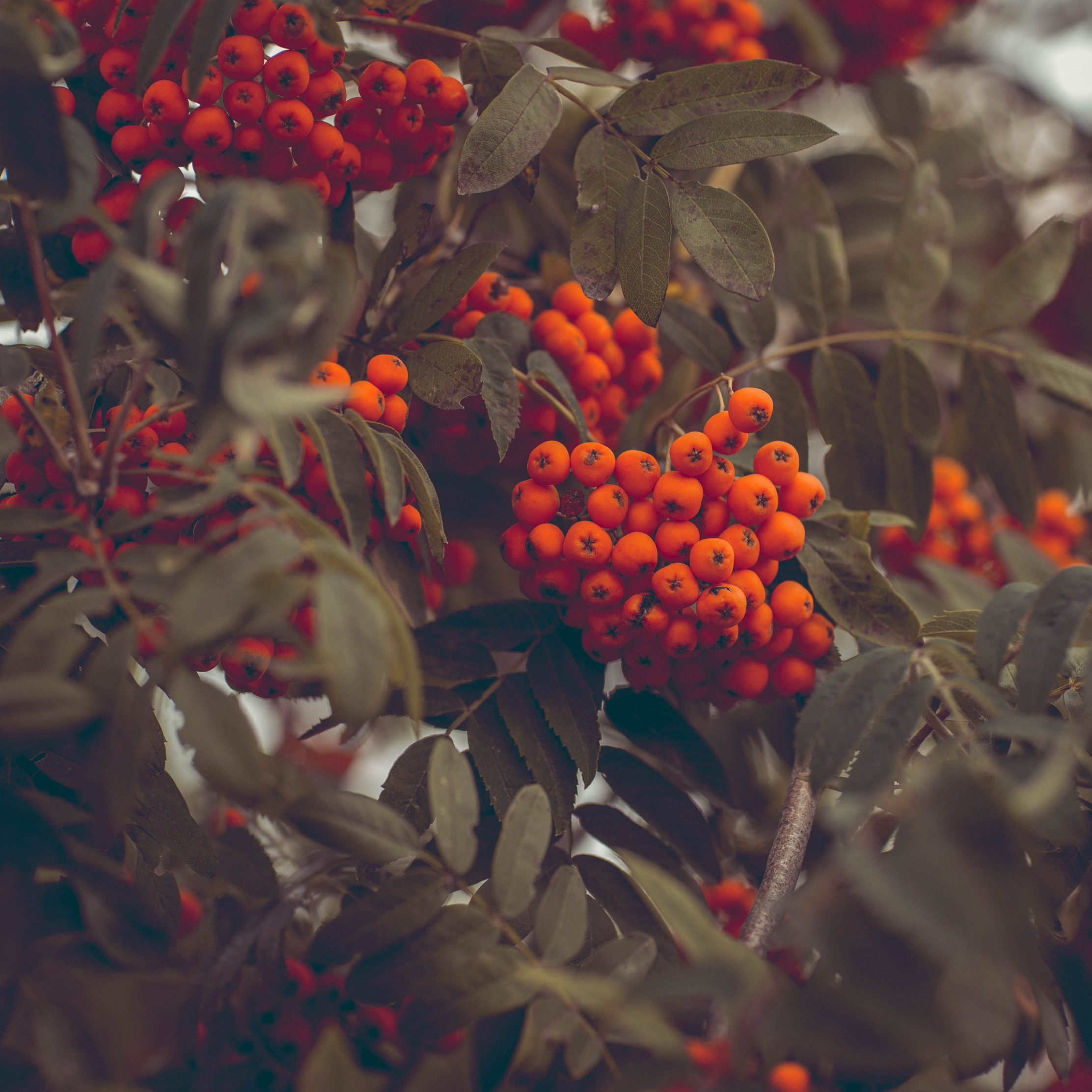 Rowan fruits wallpaper 2224x2224