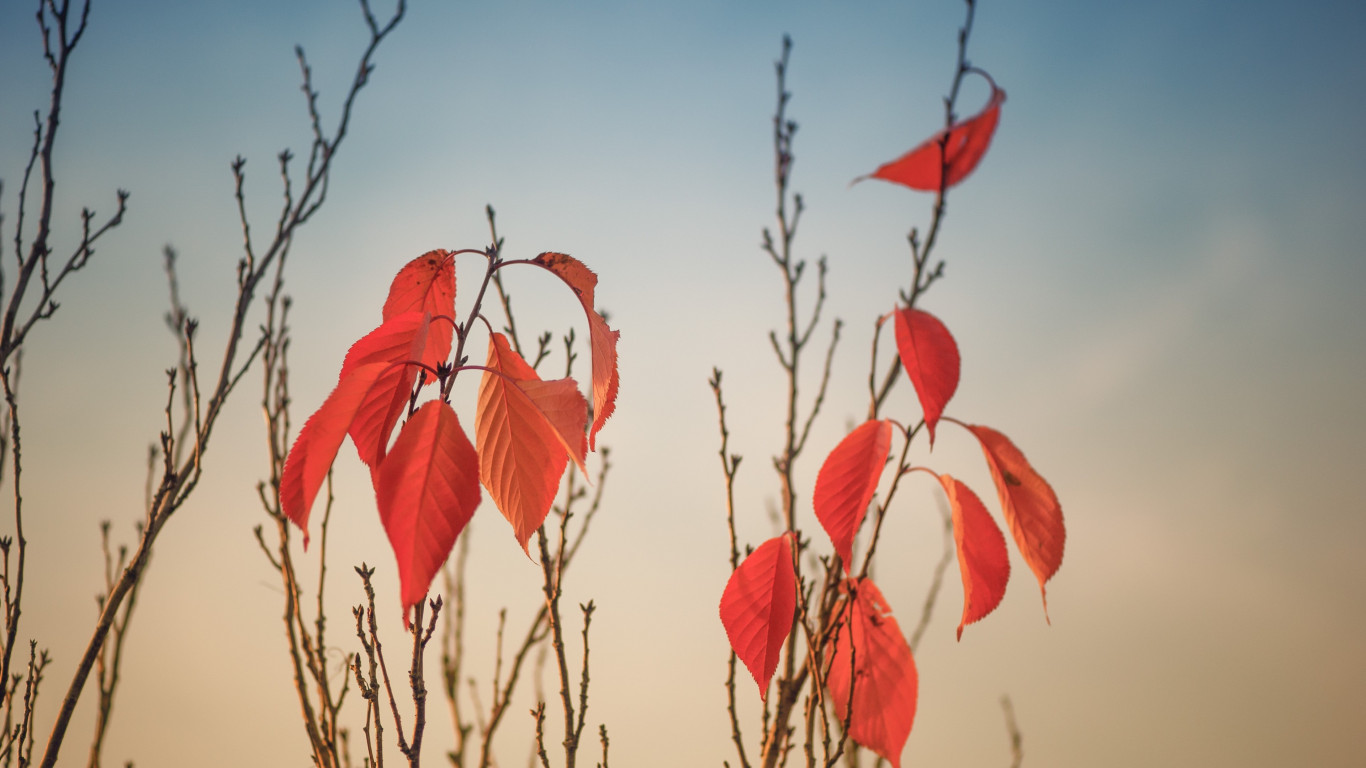 Autumn leaves on tree branches wallpaper 1366x768