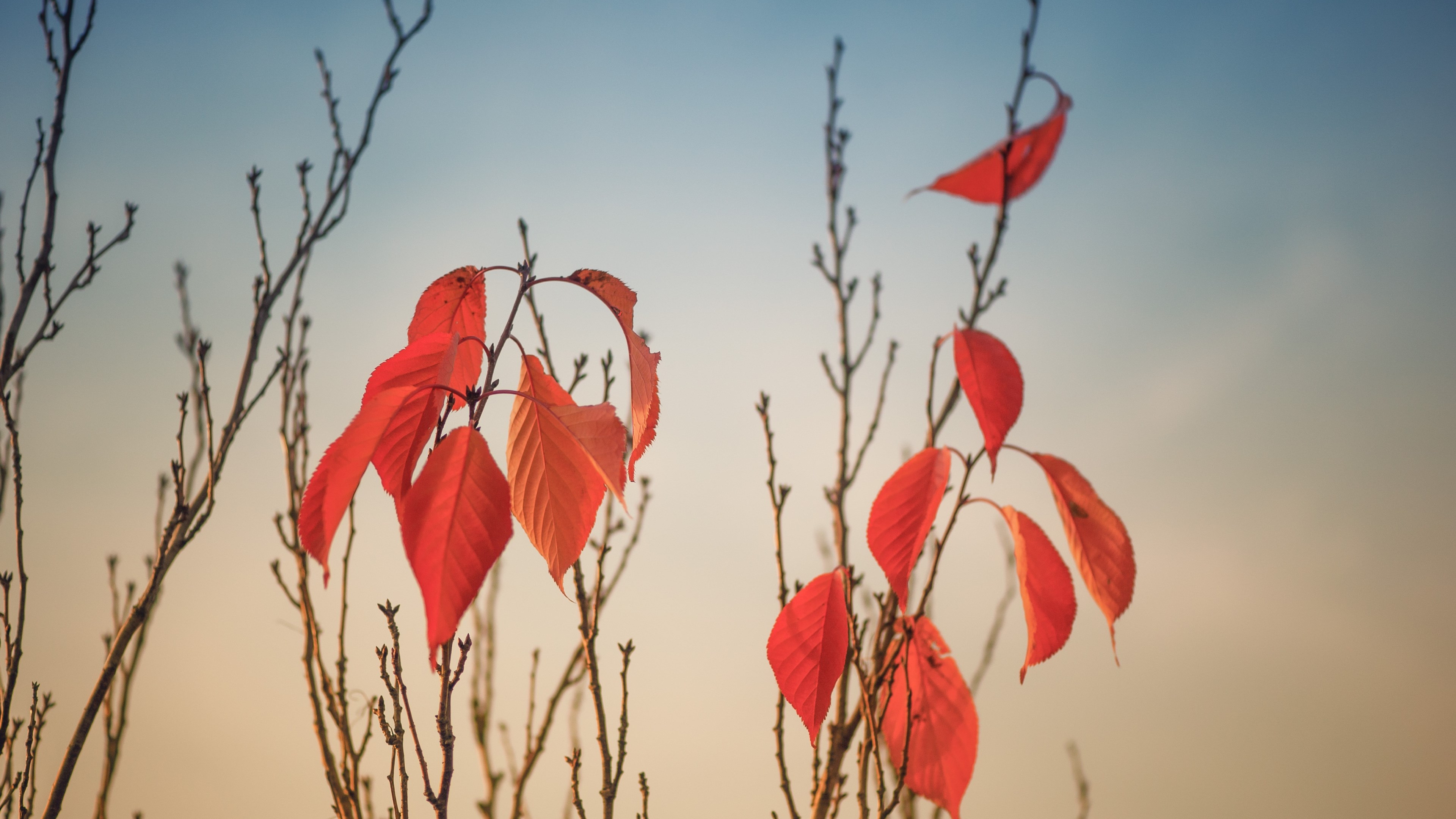 Autumn leaves on tree branches wallpaper 3840x2160