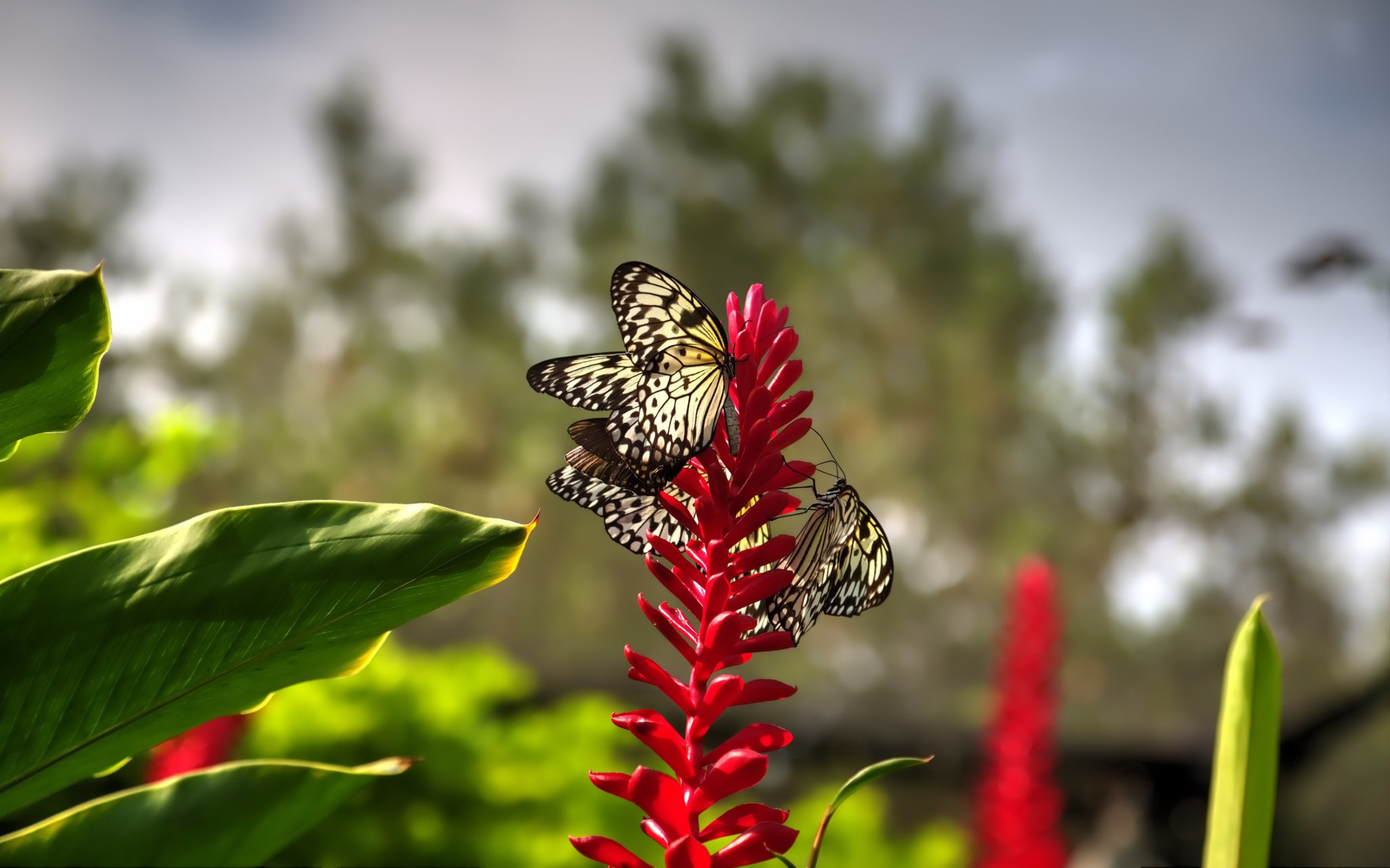 Butterflies on red flowers wallpaper 2560x1600