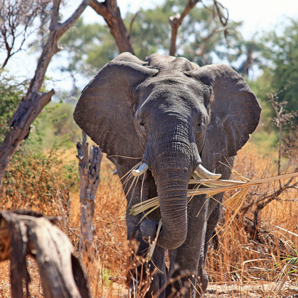 Elephant in Okavango Delta wallpaper 1024x1024