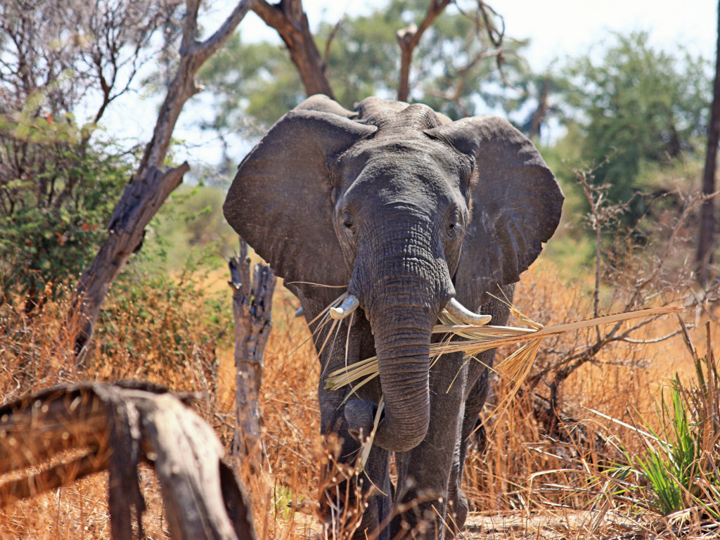 Elephant in Okavango Delta wallpaper 1024x768