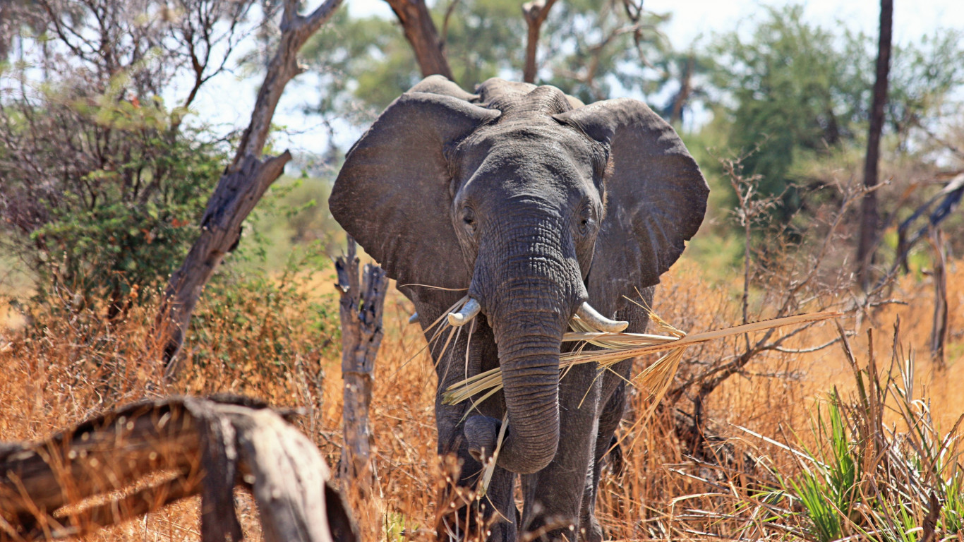 Elephant in Okavango Delta wallpaper 1366x768
