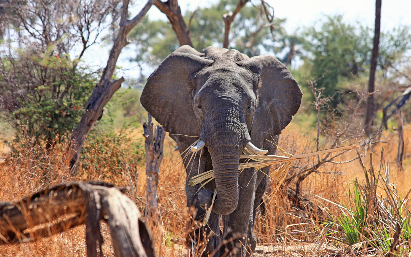 Elephant in Okavango Delta wallpaper 1440x900