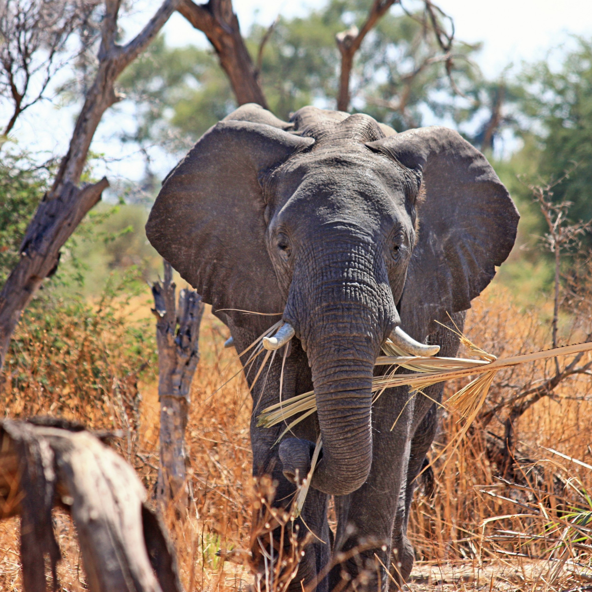 Elephant in Okavango Delta wallpaper 2048x2048