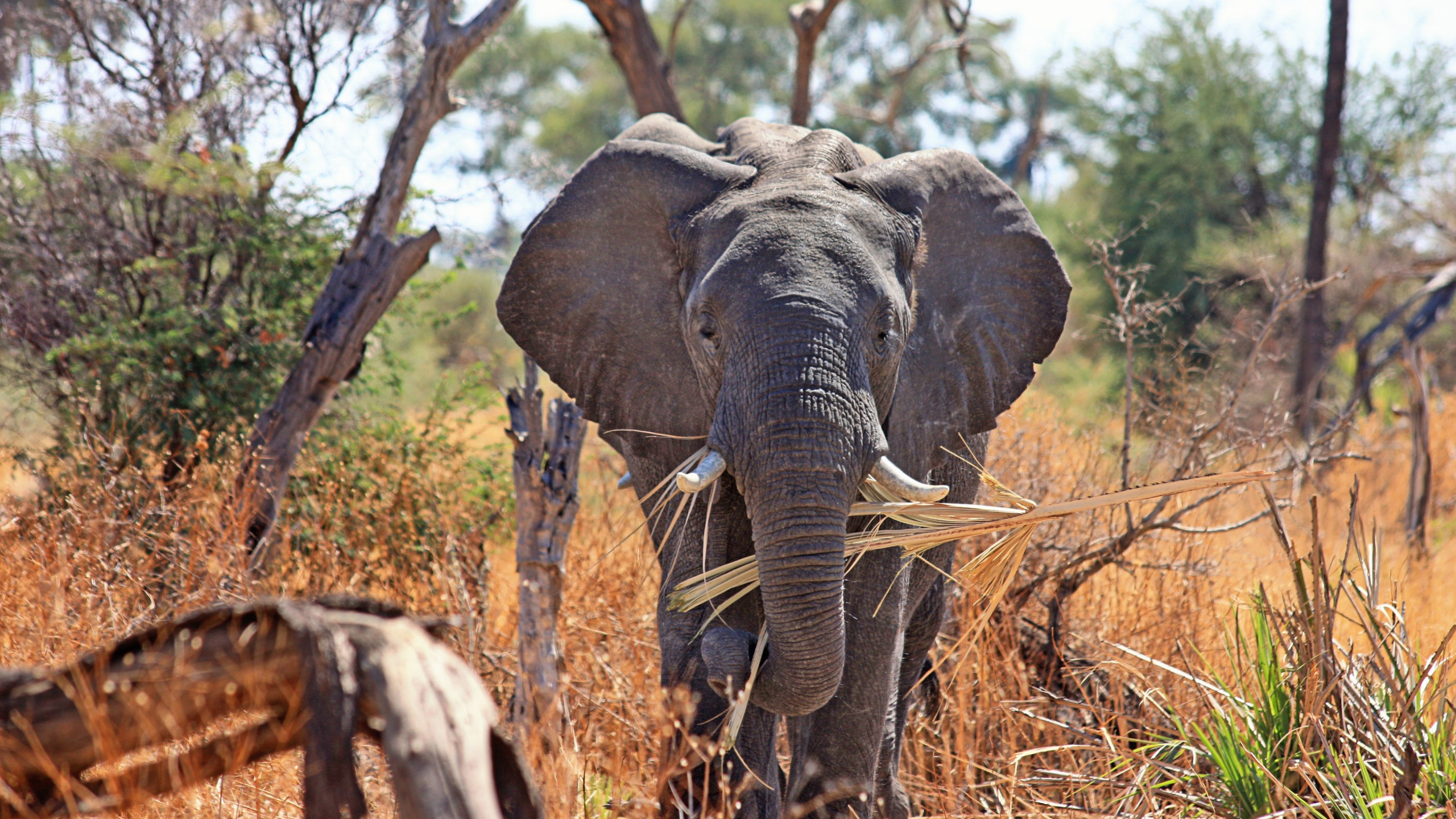 Elephant in Okavango Delta wallpaper 2560x1440