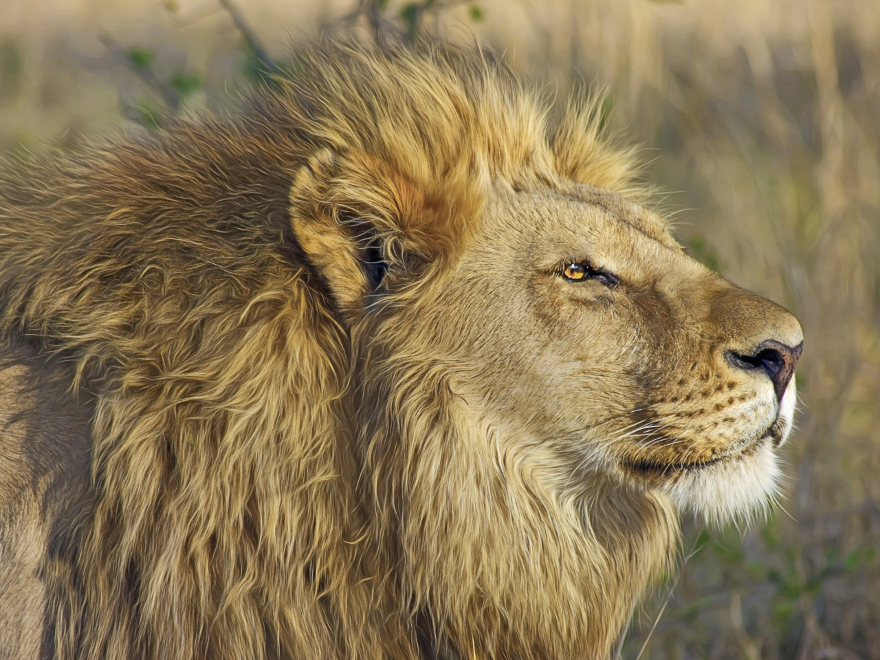 One lion king portrait wallpaper 1280x960