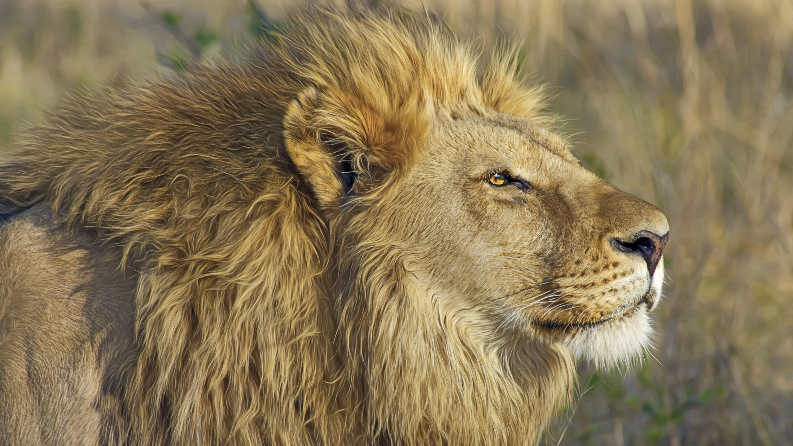 One lion king portrait wallpaper 2560x1440