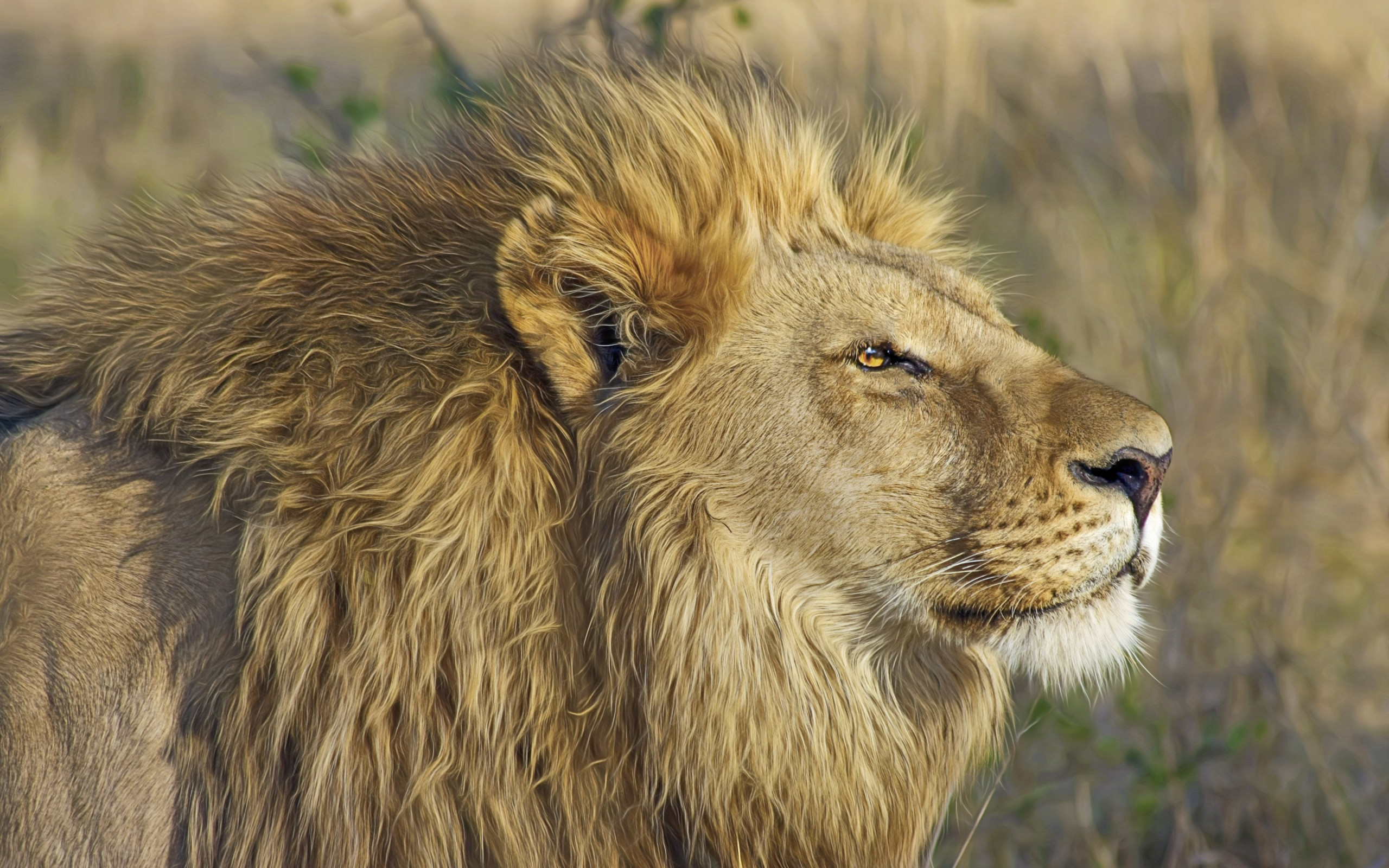 One lion king portrait wallpaper 2560x1600