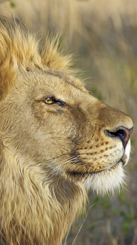 One lion king portrait wallpaper 480x854