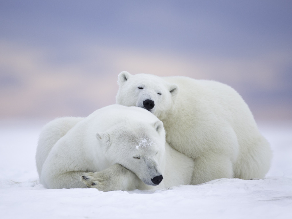 Wild polar bears in Alaska wallpaper 1024x768