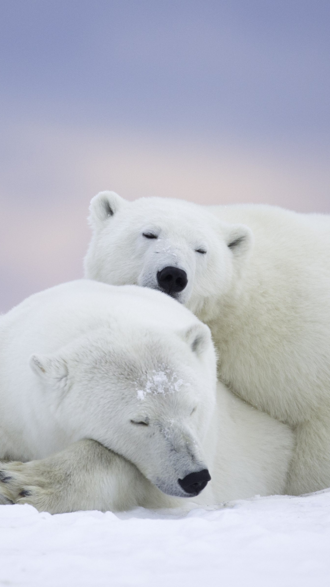 Wild polar bears in Alaska wallpaper 1080x1920