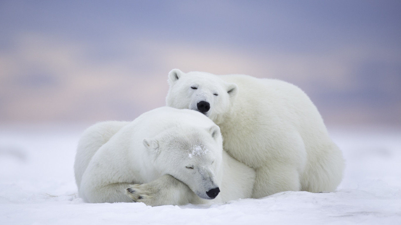 Wild polar bears in Alaska wallpaper 1366x768