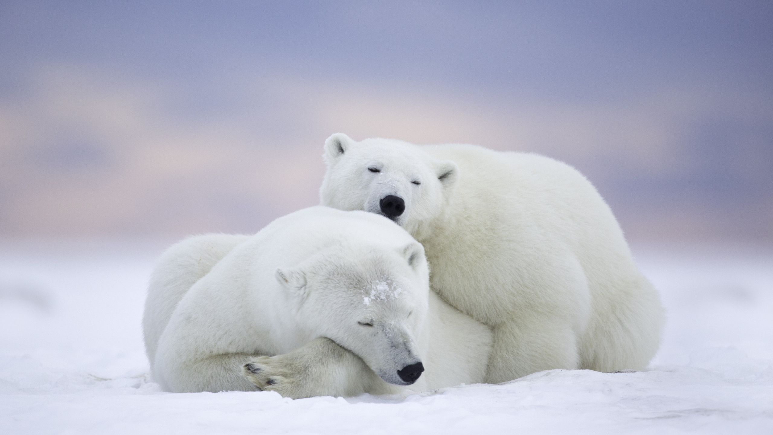 Wild polar bears in Alaska wallpaper 2560x1440