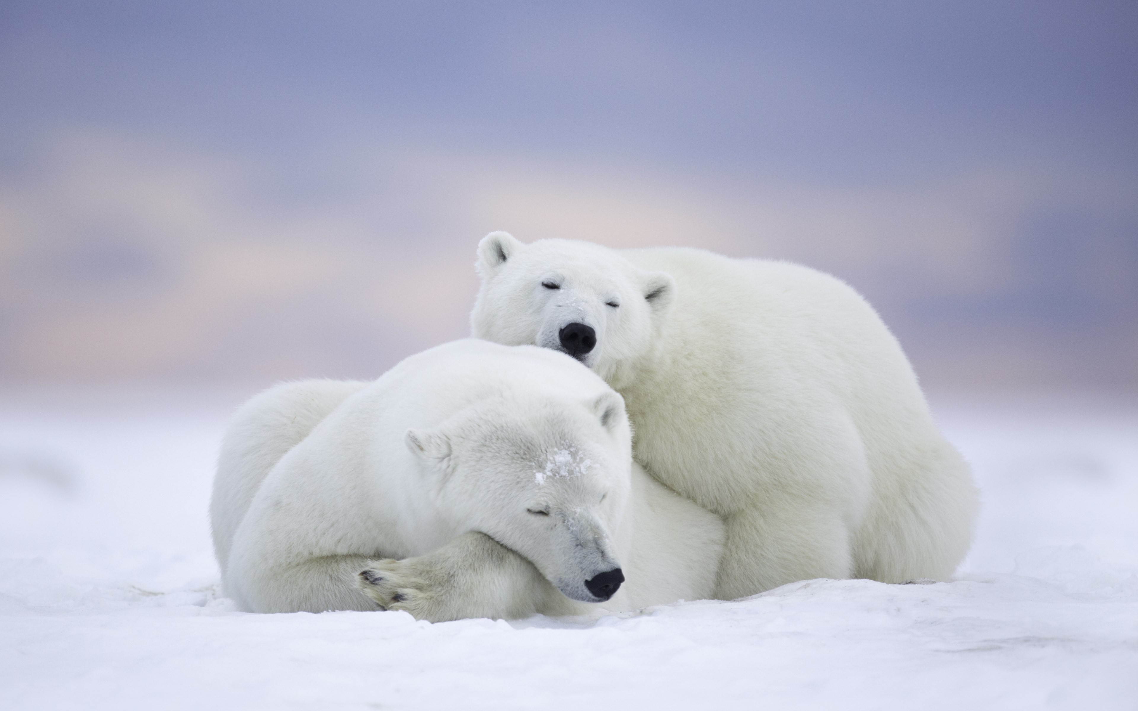 Wild polar bears in Alaska wallpaper 3840x2400
