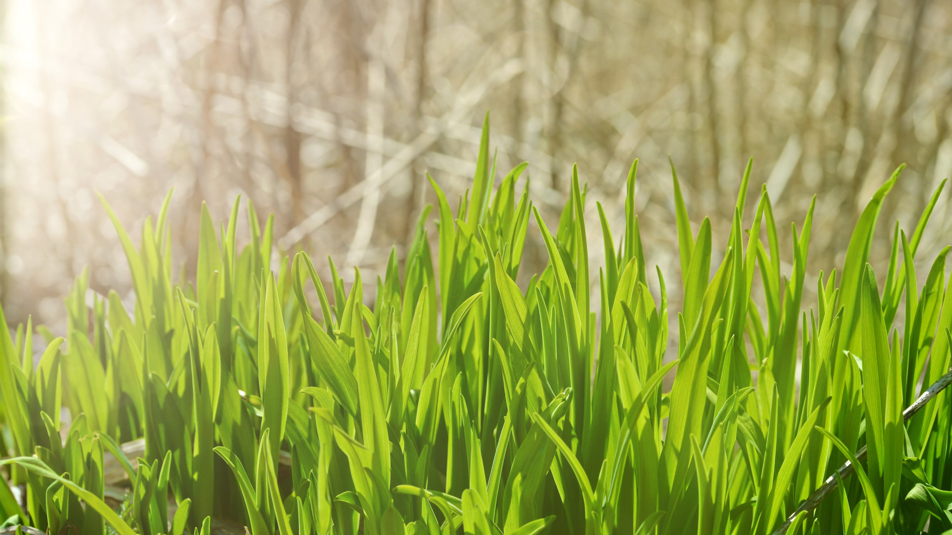 Pure green grass wallpaper 1920x1080