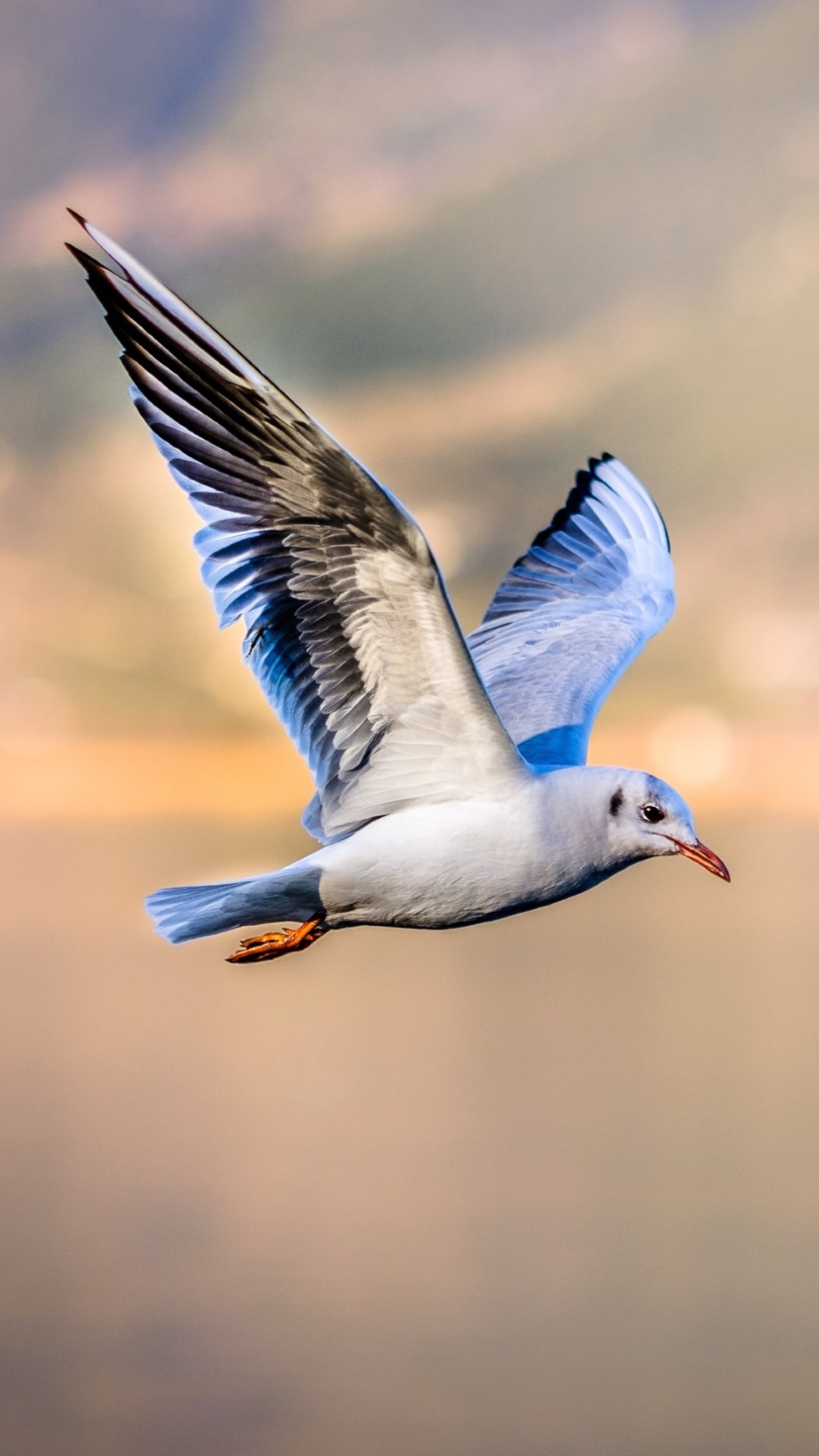 Seagull in flight wallpaper 1080x1920