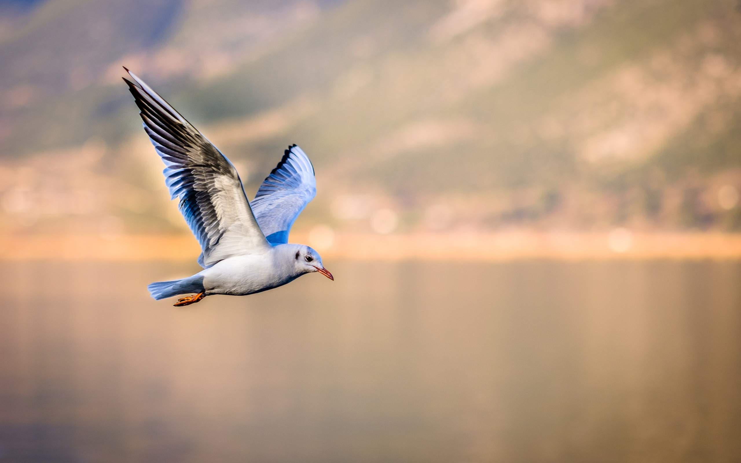 Seagull in flight wallpaper 2560x1600