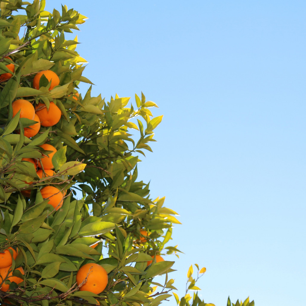 Oranges or clementines in tree wallpaper 1024x1024