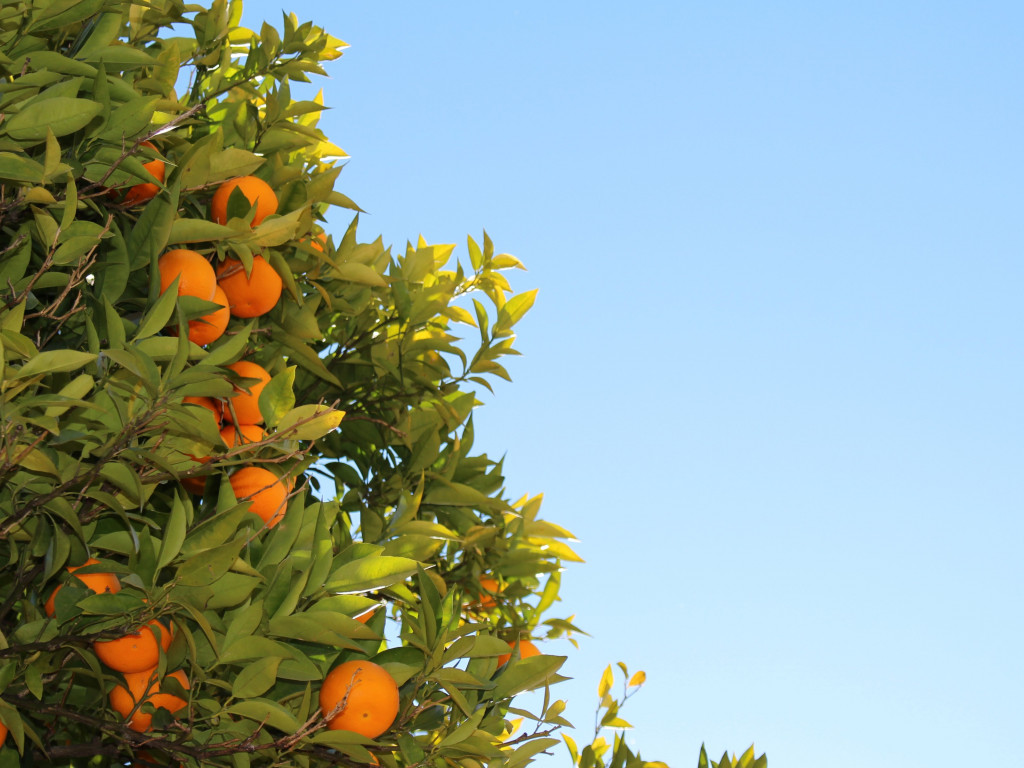 Oranges or clementines in tree wallpaper 1024x768