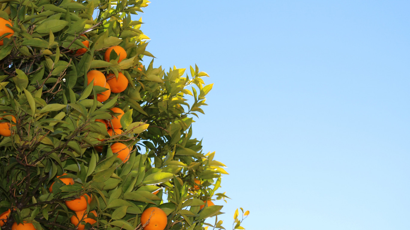 Oranges or clementines in tree wallpaper 1366x768