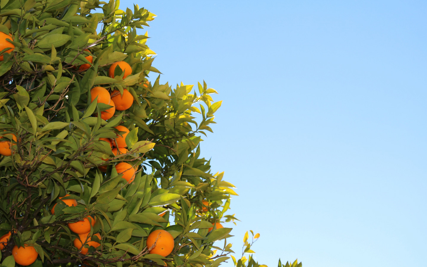 Oranges or clementines in tree wallpaper 1440x900