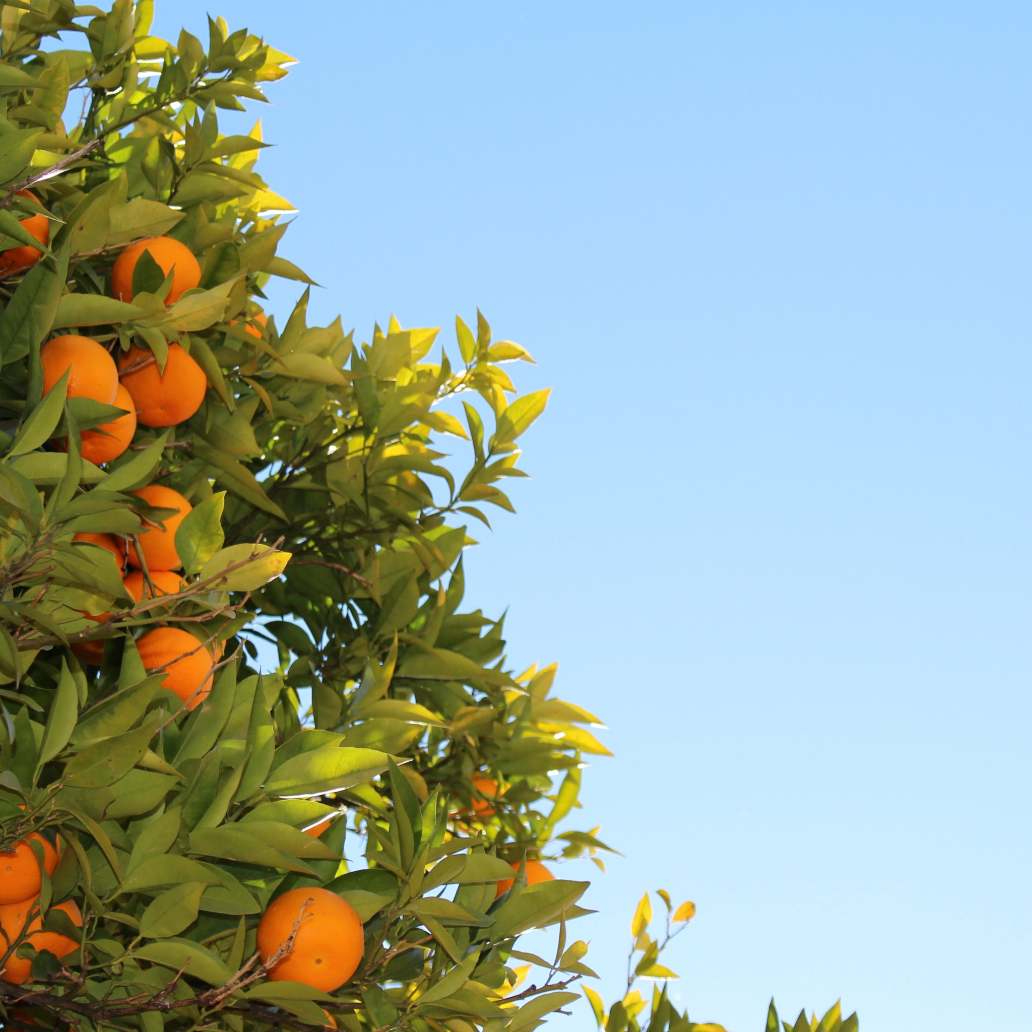 Oranges or clementines in tree wallpaper 2048x2048