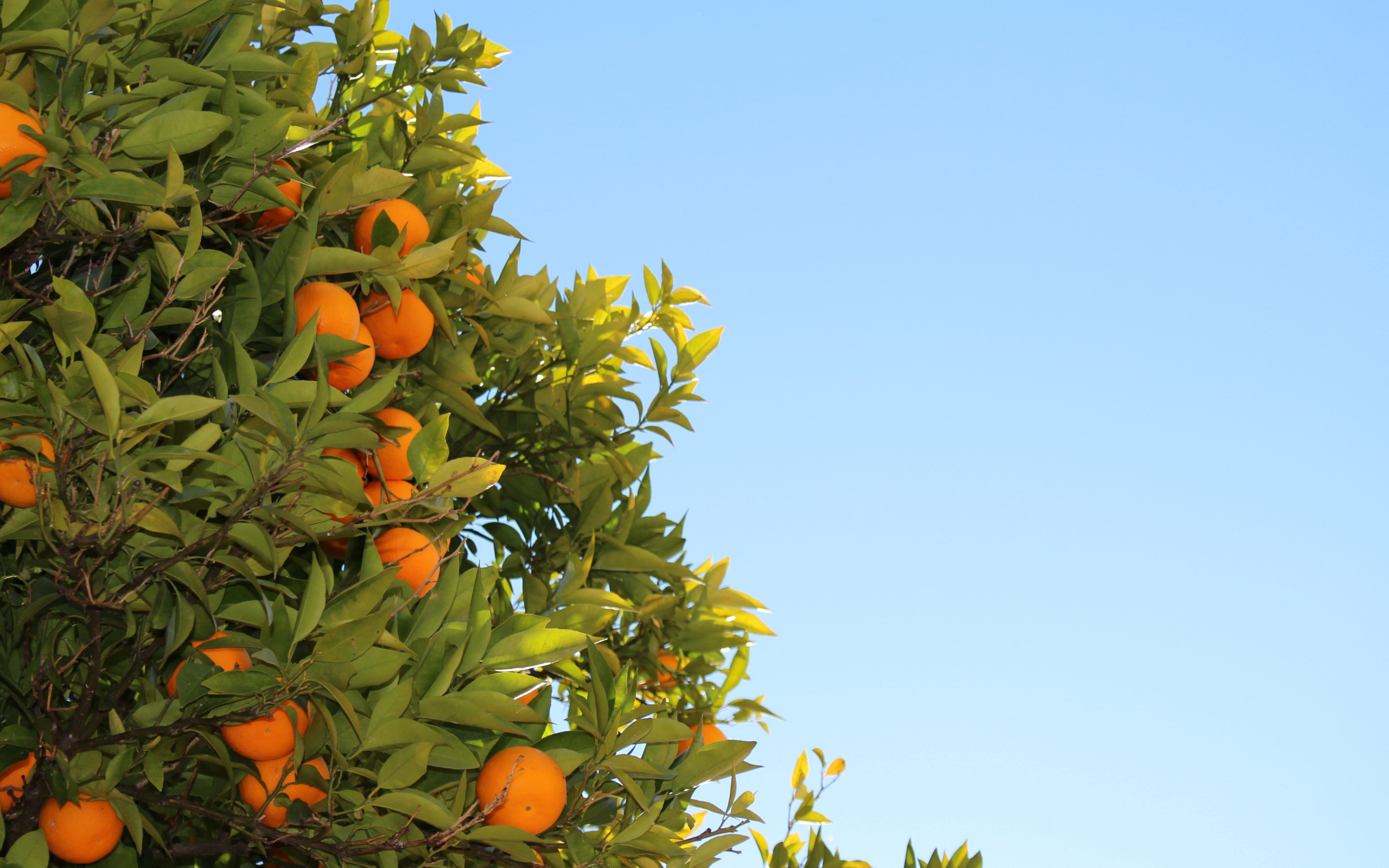 Oranges or clementines in tree wallpaper 2560x1600