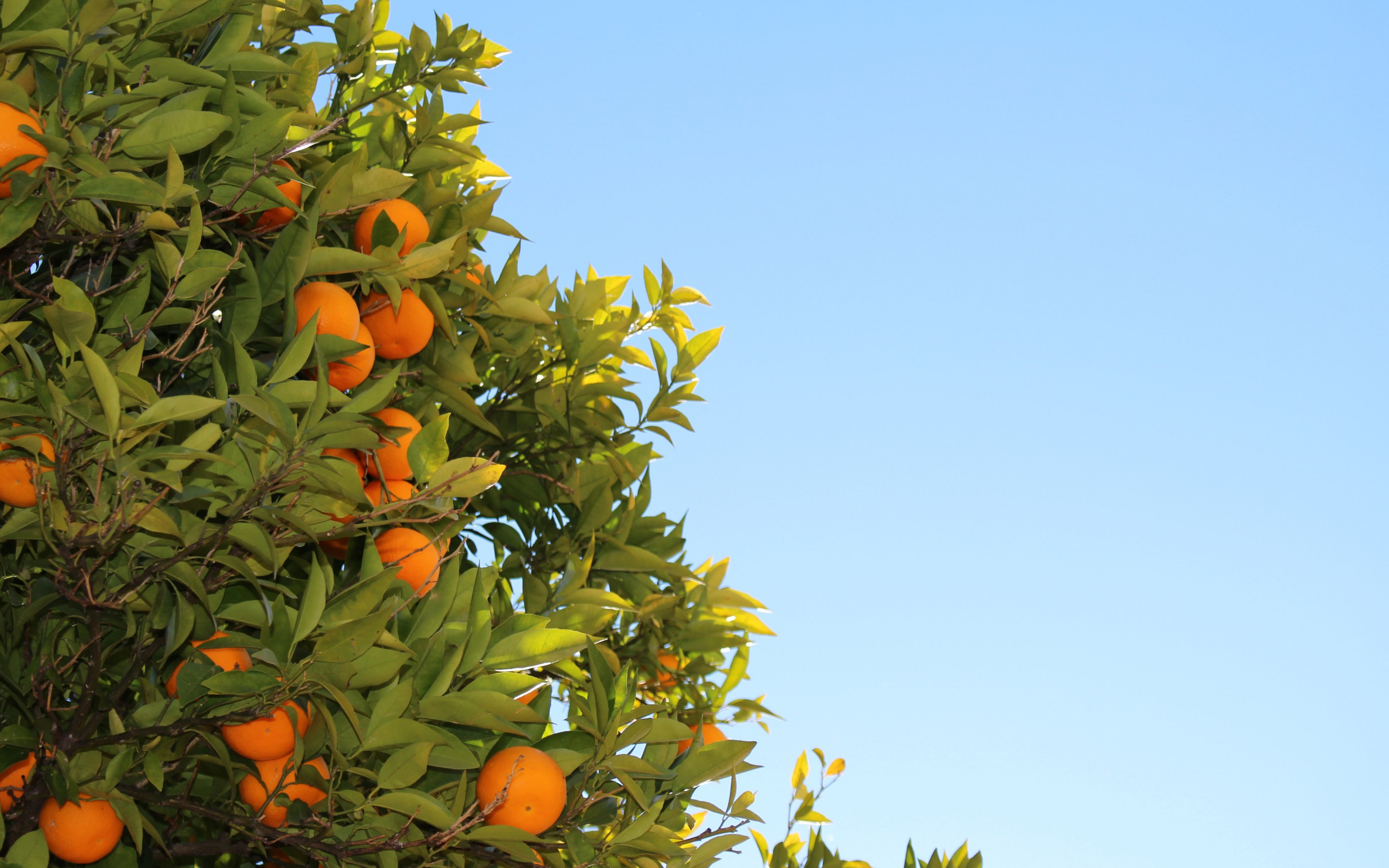Oranges or clementines in tree wallpaper 2880x1800