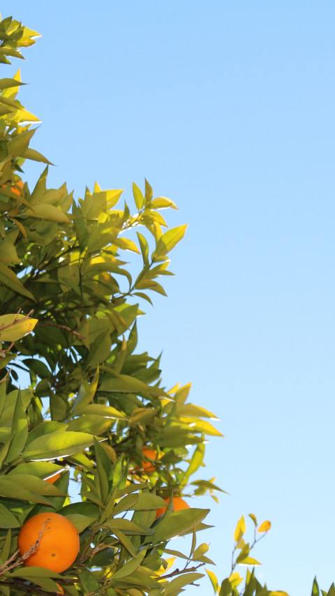 Oranges or clementines in tree wallpaper 480x854