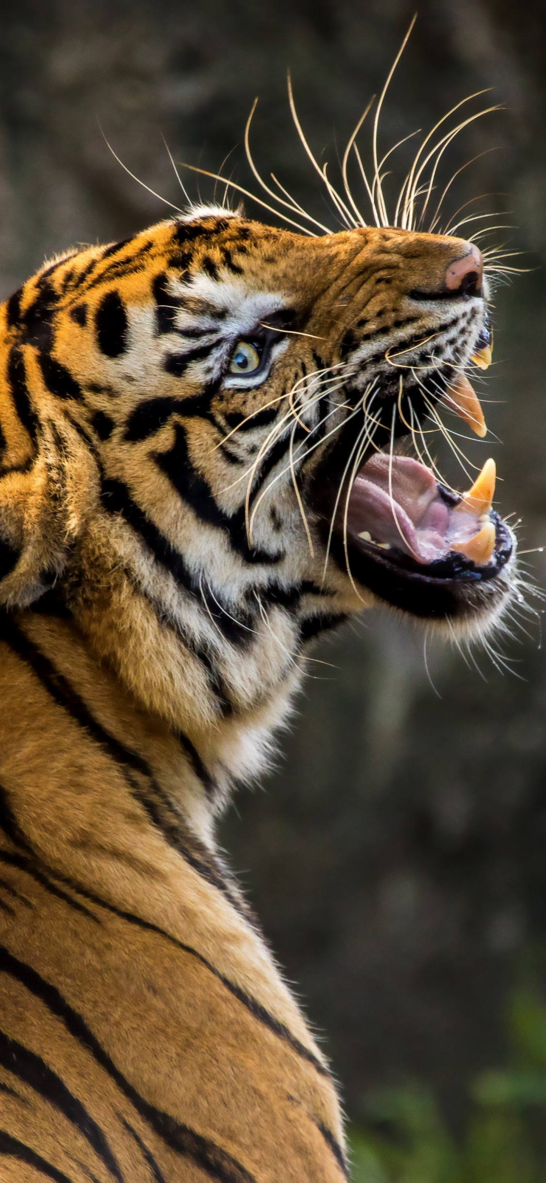 Angry tiger wallpaper 1125x2436