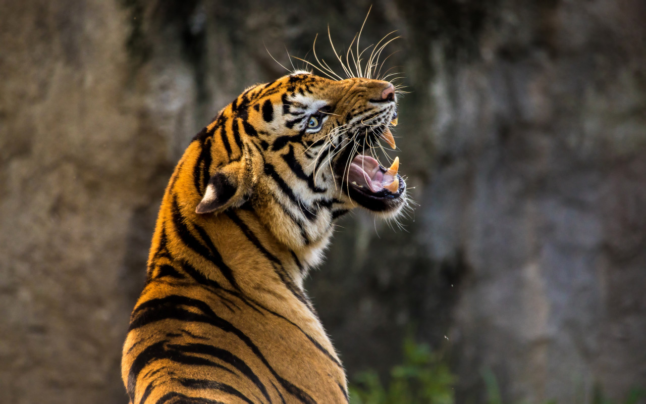 Angry tiger wallpaper 1280x800