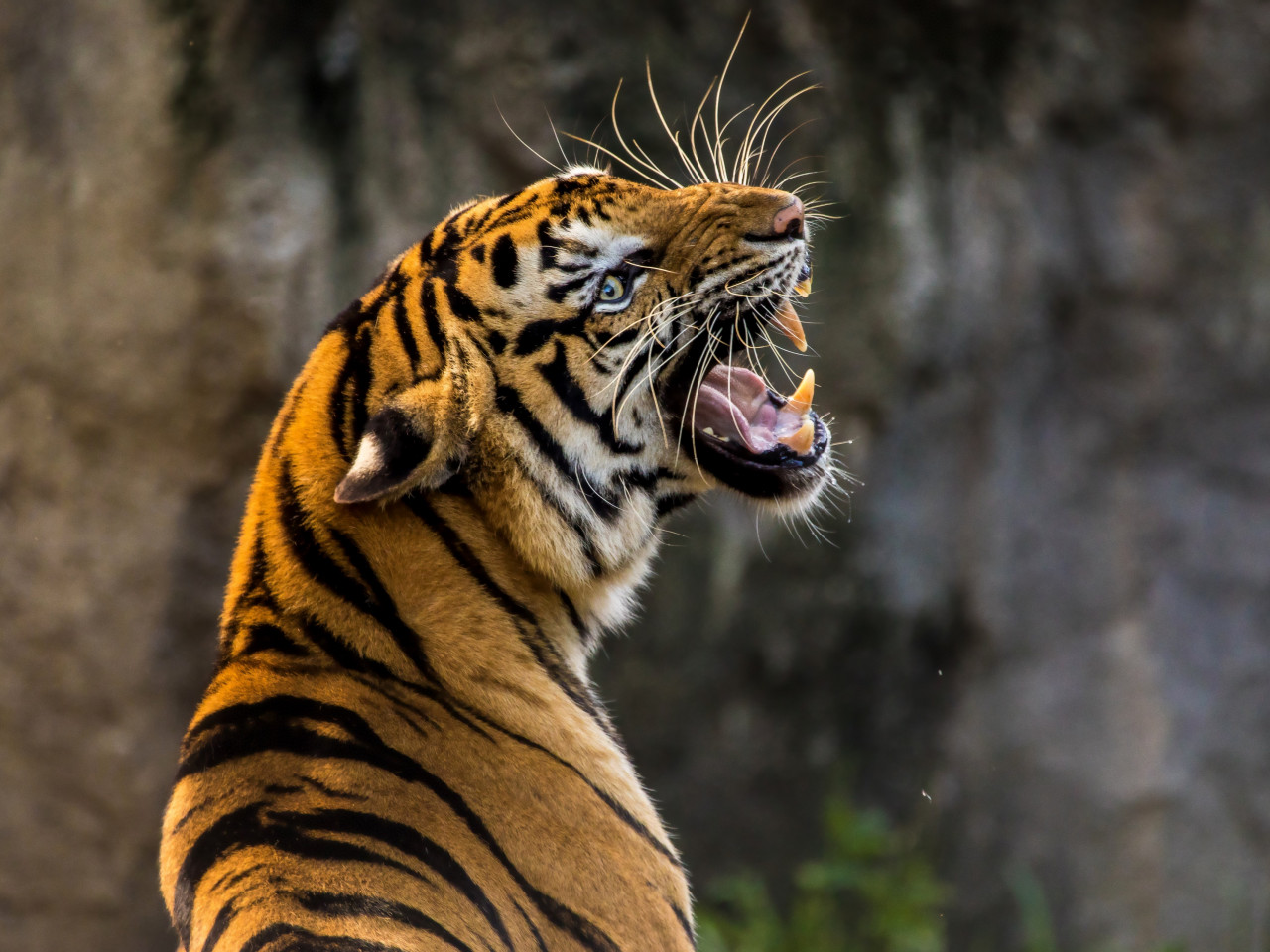 Angry tiger wallpaper 1280x960