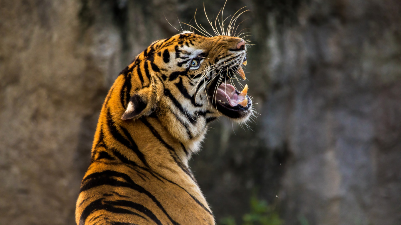 Angry tiger wallpaper 1366x768