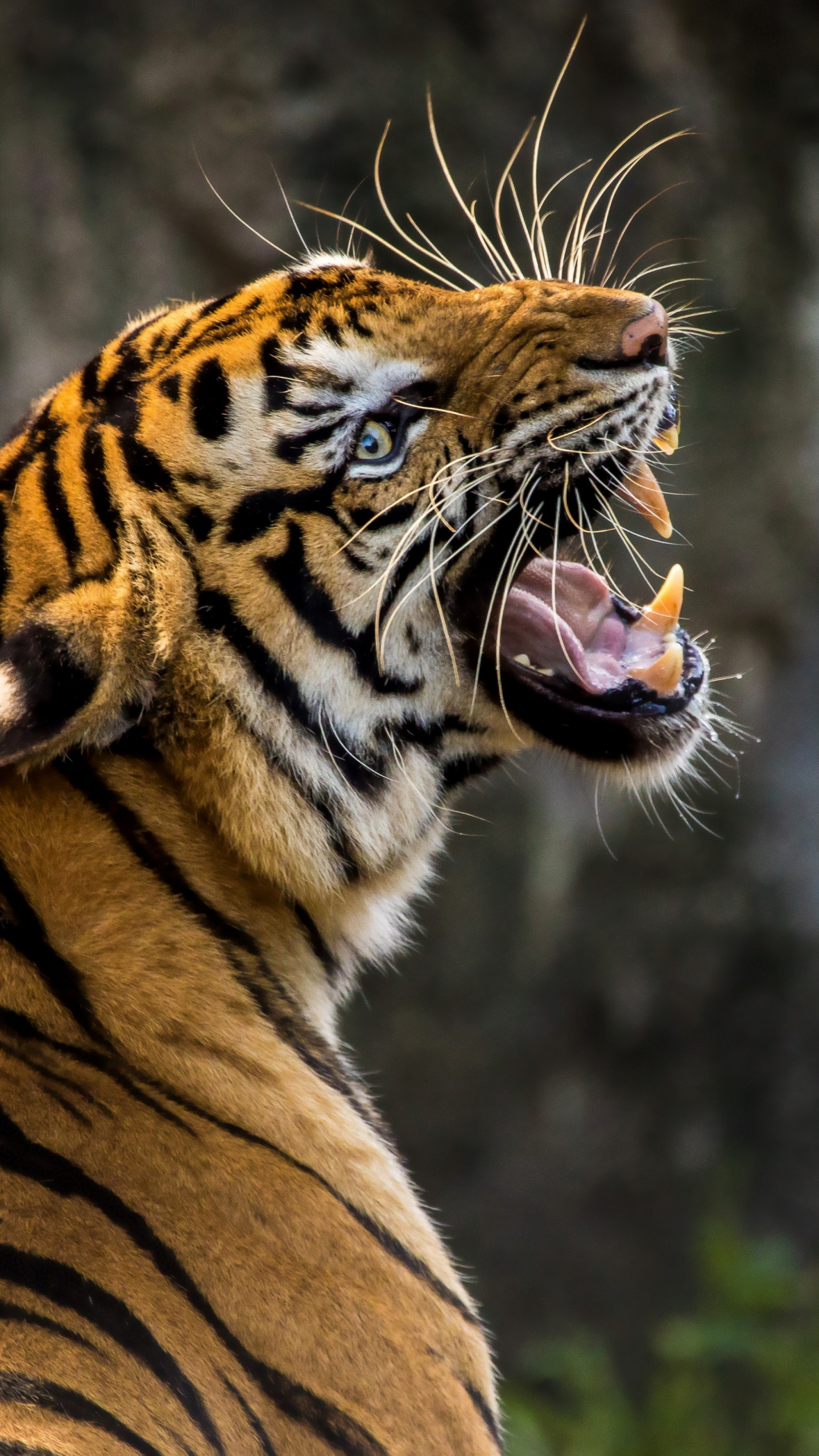 Angry tiger wallpaper 1440x2560