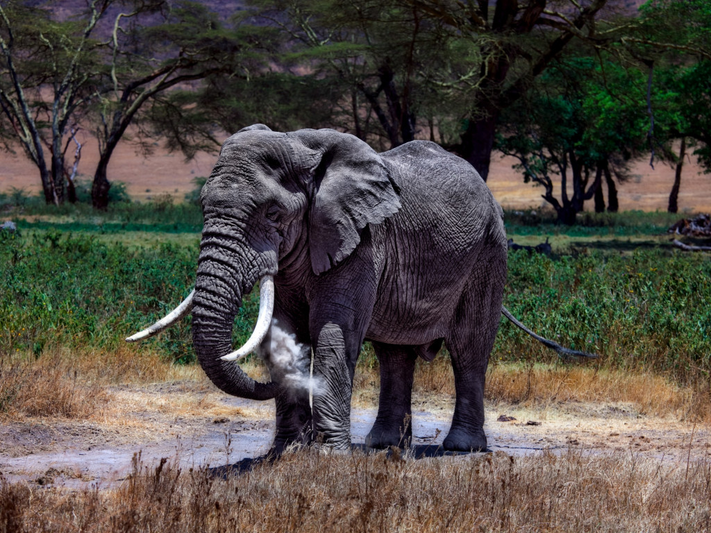 Large elephant in Serengeti National Park wallpaper 1024x768