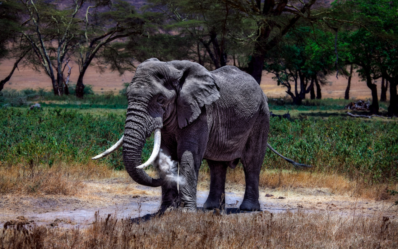 Large elephant in Serengeti National Park wallpaper 1280x800