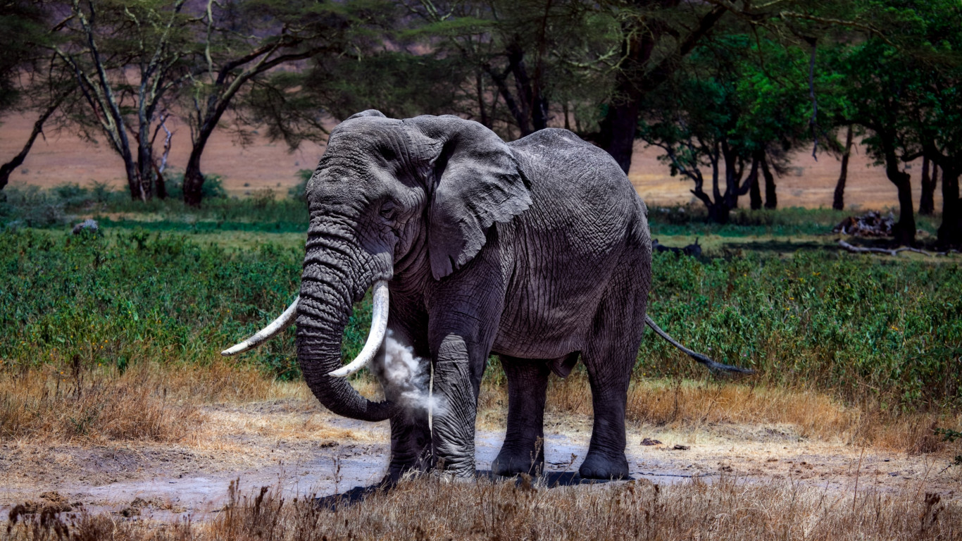 Large elephant in Serengeti National Park wallpaper 1366x768