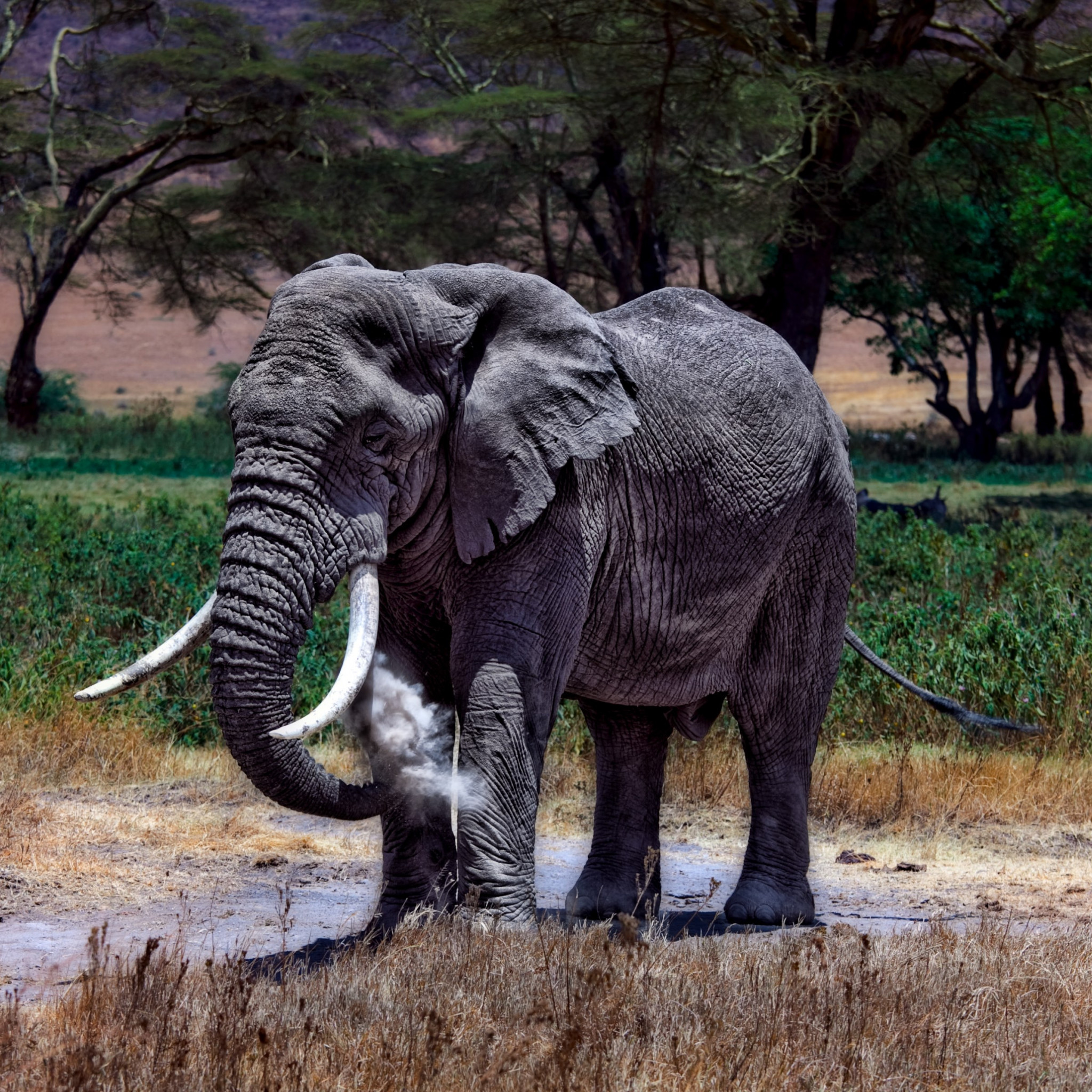 Large elephant in Serengeti National Park wallpaper 2048x2048