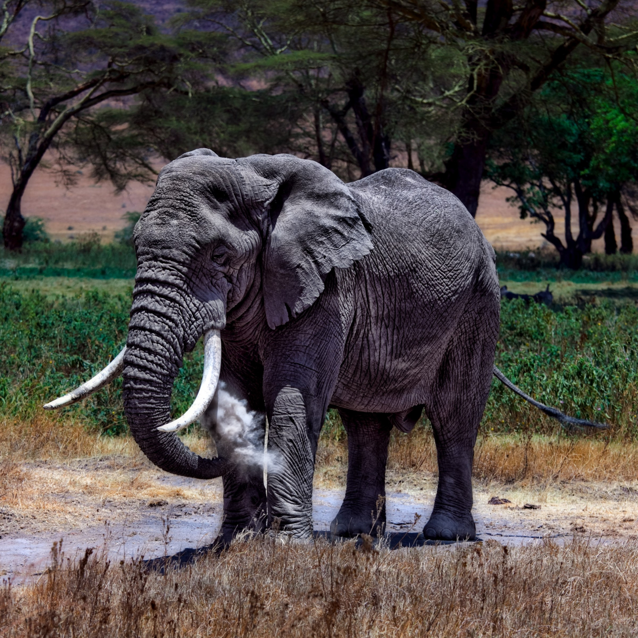 Large elephant in Serengeti National Park wallpaper 2224x2224