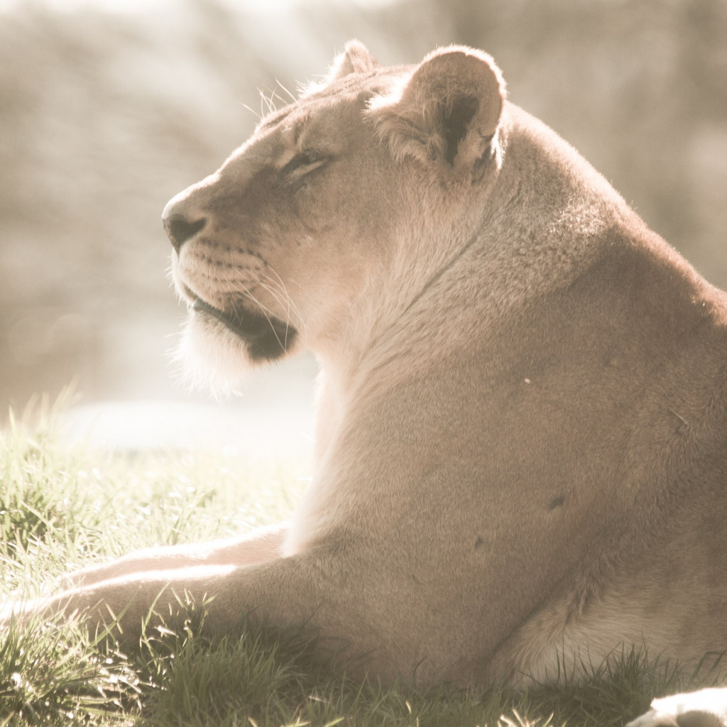 Lioness at Whipsnade Zoo wallpaper 1024x1024