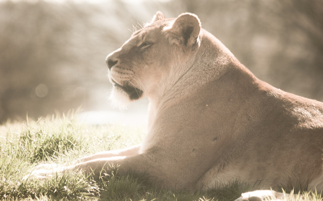 Lioness at Whipsnade Zoo wallpaper 1280x800
