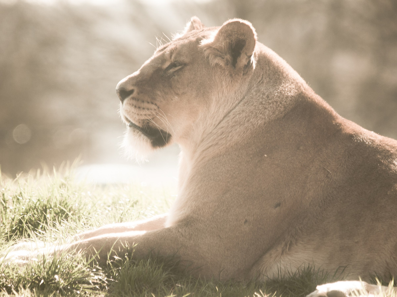 Lioness at Whipsnade Zoo wallpaper 1280x960