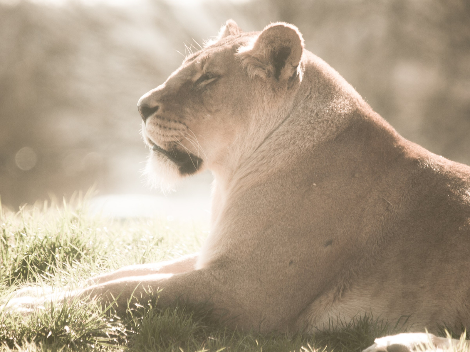 Lioness at Whipsnade Zoo wallpaper 1600x1200