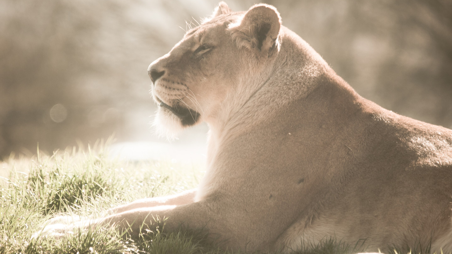 Lioness at Whipsnade Zoo wallpaper 1920x1080