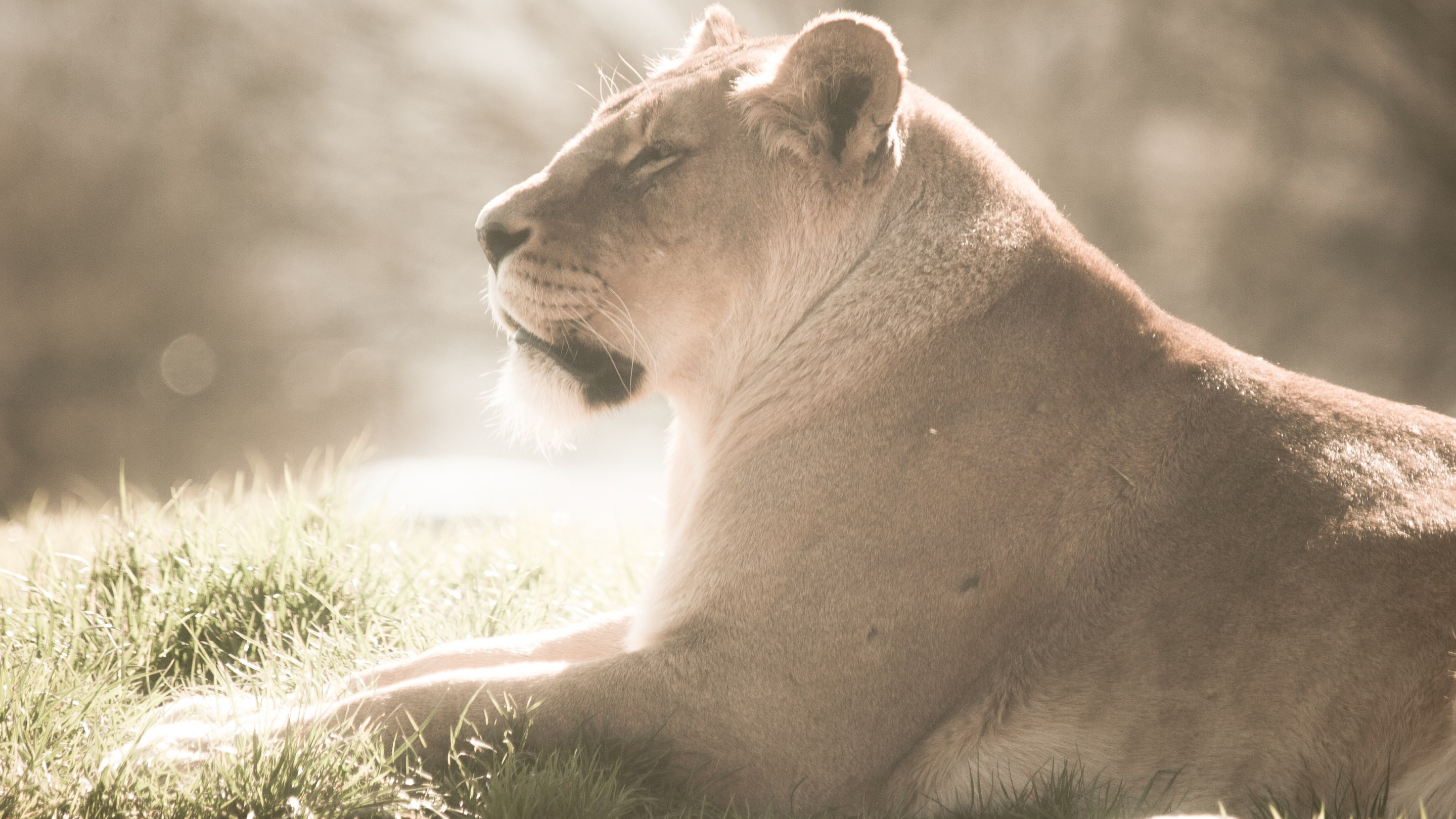 Lioness at Whipsnade Zoo wallpaper 2880x1620