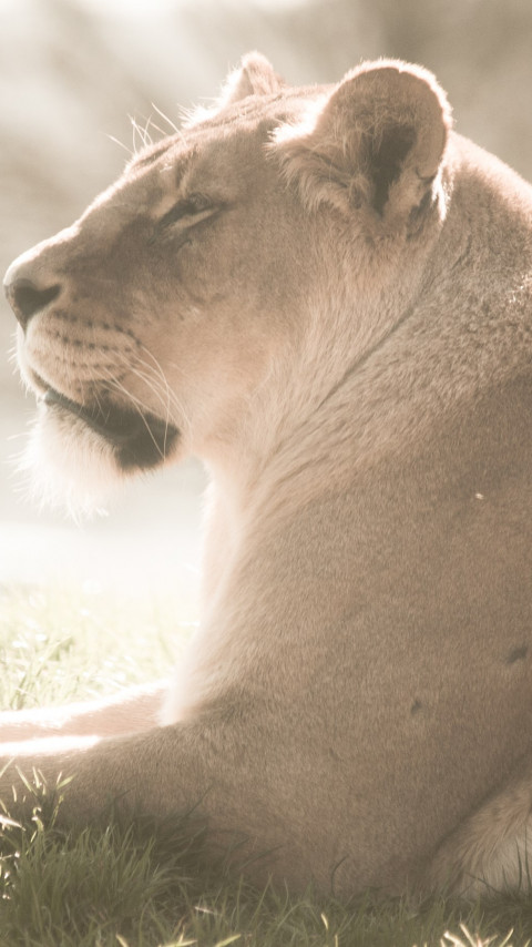 Lioness at Whipsnade Zoo wallpaper 480x854